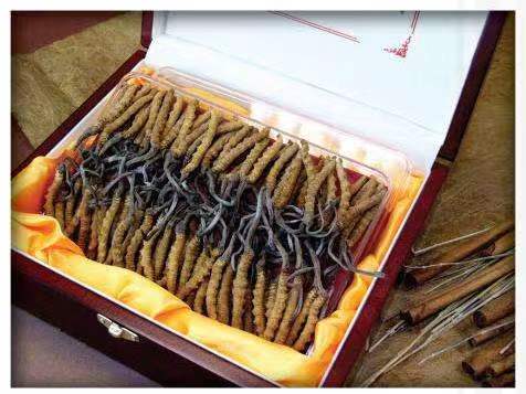 大成镇冬虫夏草回收